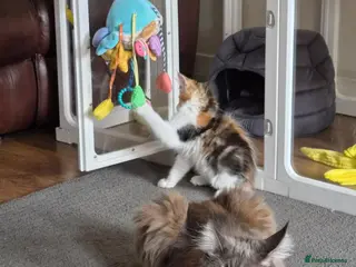 Maine Coon cats Beautiful Mainecoon kittens - Advert 12