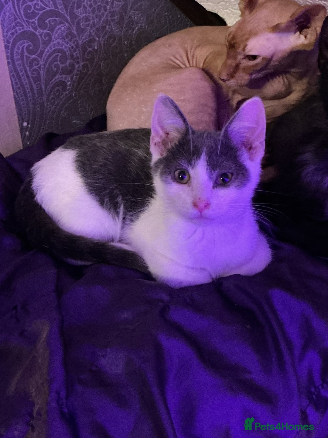 LaPerm cats for sale: Mixed breed blue and white kittens - Image 2