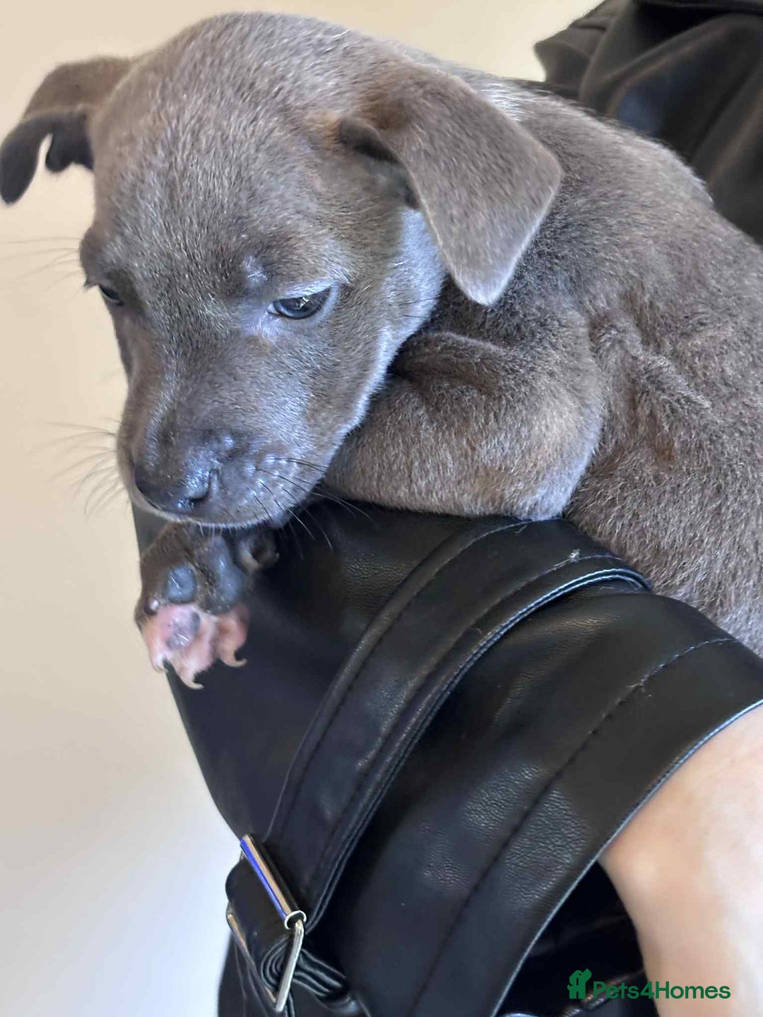 Staffordshire Bull Terrier dogs for sale: Blue staffy pups - Image 1