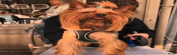 Yorkshire Terrier dogs for stud: Male Fererro.  Stud - Advert 2