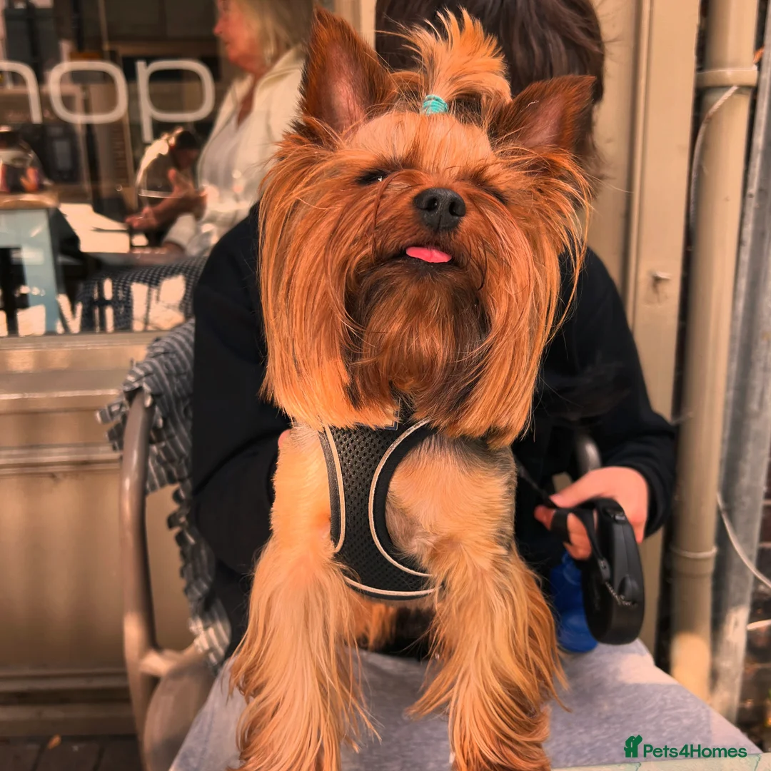 Yorkshire Terrier dogs for stud: Male Fererro.  Stud - Advert 2