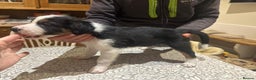 Border Collie dogs for sale: Adorable Border Collies for Sale - Advert 3