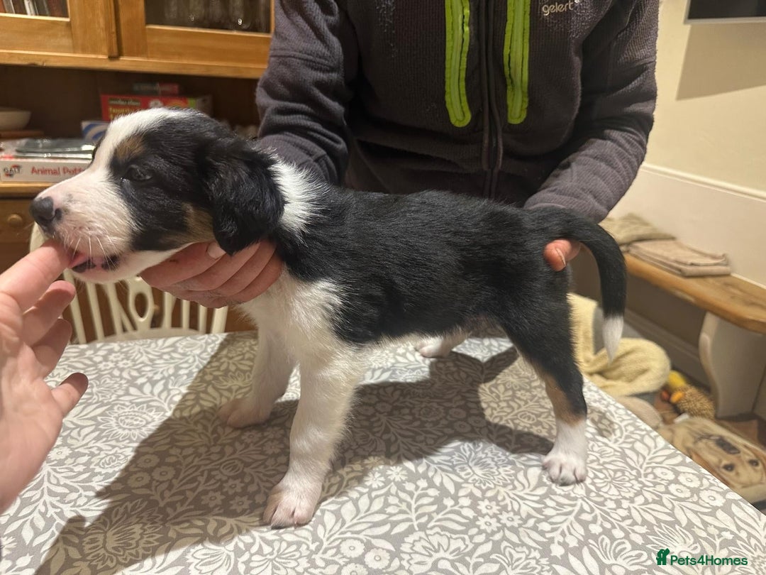 Border Collie dogs for sale: Adorable Border Collies for Sale - Advert 3