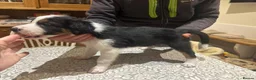 Border Collie dogs for sale: Adorable Border Collies for Sale - Advert 13