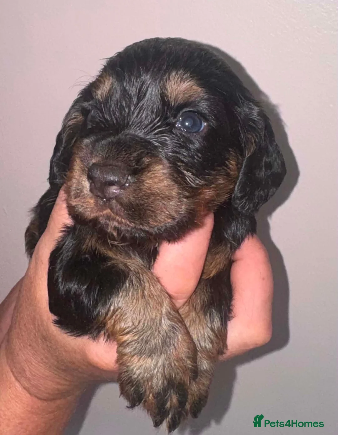 Cocker Spaniel dogs for sale: Cocker spaniel  - Advert 12