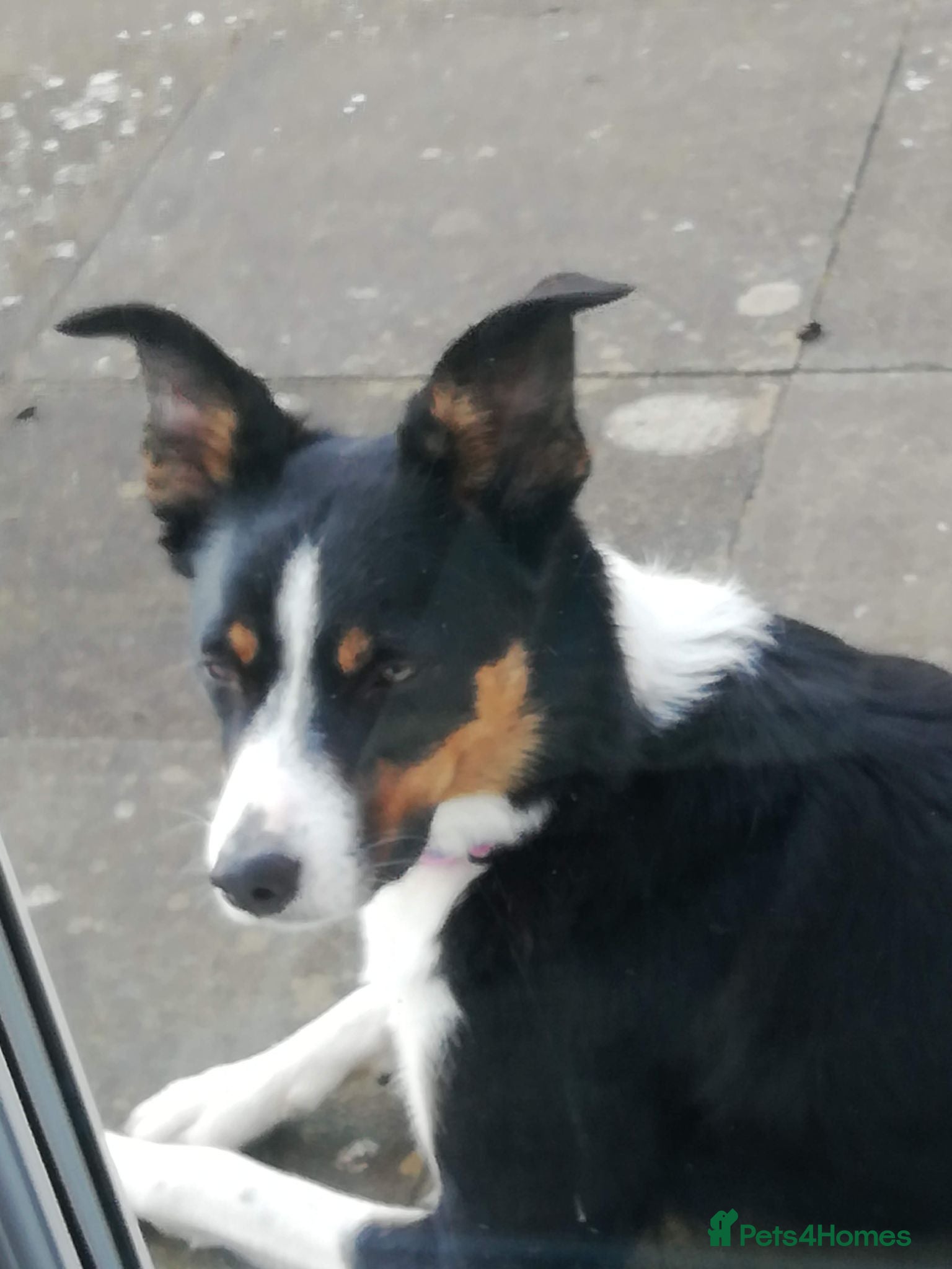 Border Collie dogs Border Collie Puppies Tri Colour - Advert 1