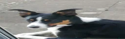 Border Collie dogs for sale: Border Collie Puppies Tri Colour in Carlisle - Advert 1