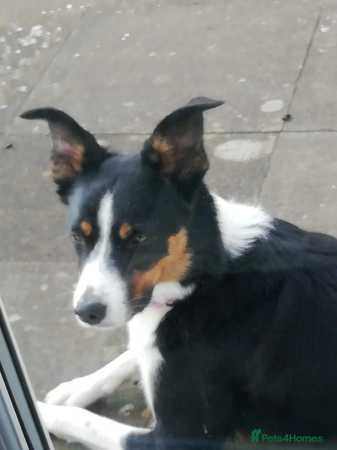 Border Collie dogs for sale: Border Collie Puppies Tri Colour in Carlisle - Advert 1