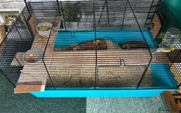 Gerbil rodents for sale: Female Gerbils - Image 3