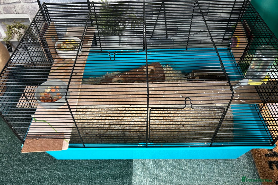 Gerbil rodents for sale: Female Gerbils - Image 3