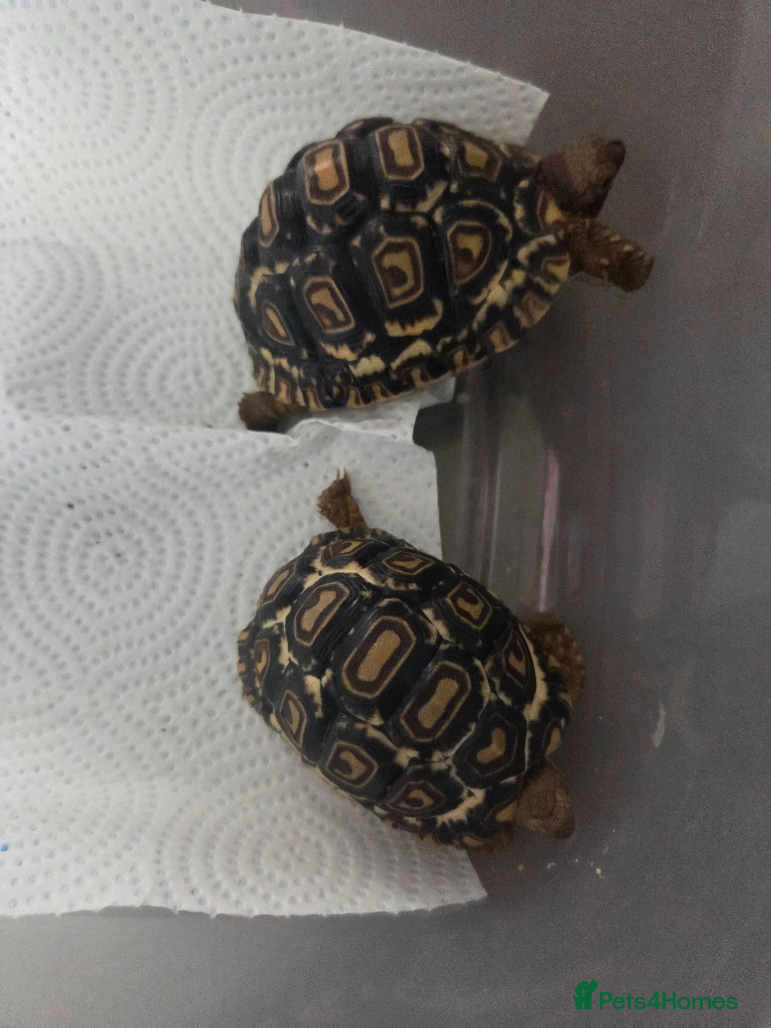Tortoise reptiles Leopard tortoises  - Advert 3