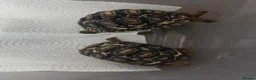 Tortoise reptiles for sale: Leopard tortoises  in Truro - Advert 1
