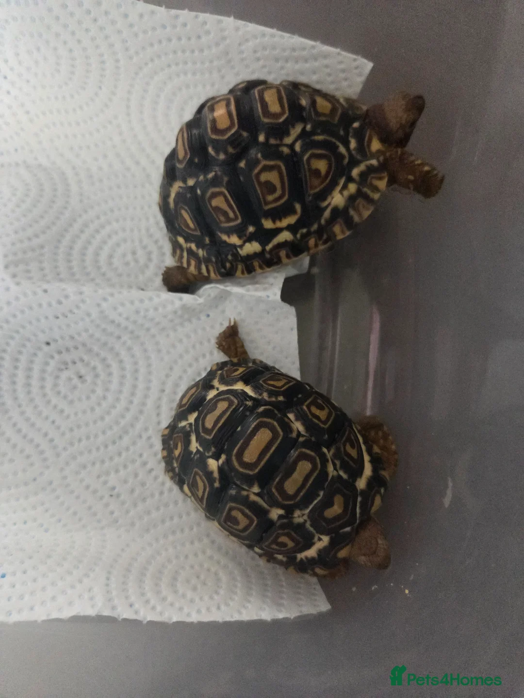 Tortoise reptiles for sale: Leopard tortoises  in Truro - Advert 1