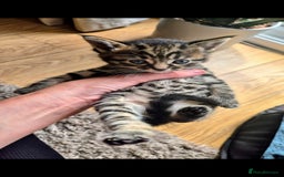Domestic Shorthair cats for sale: 5 stunning tabby kittens  - Image 7