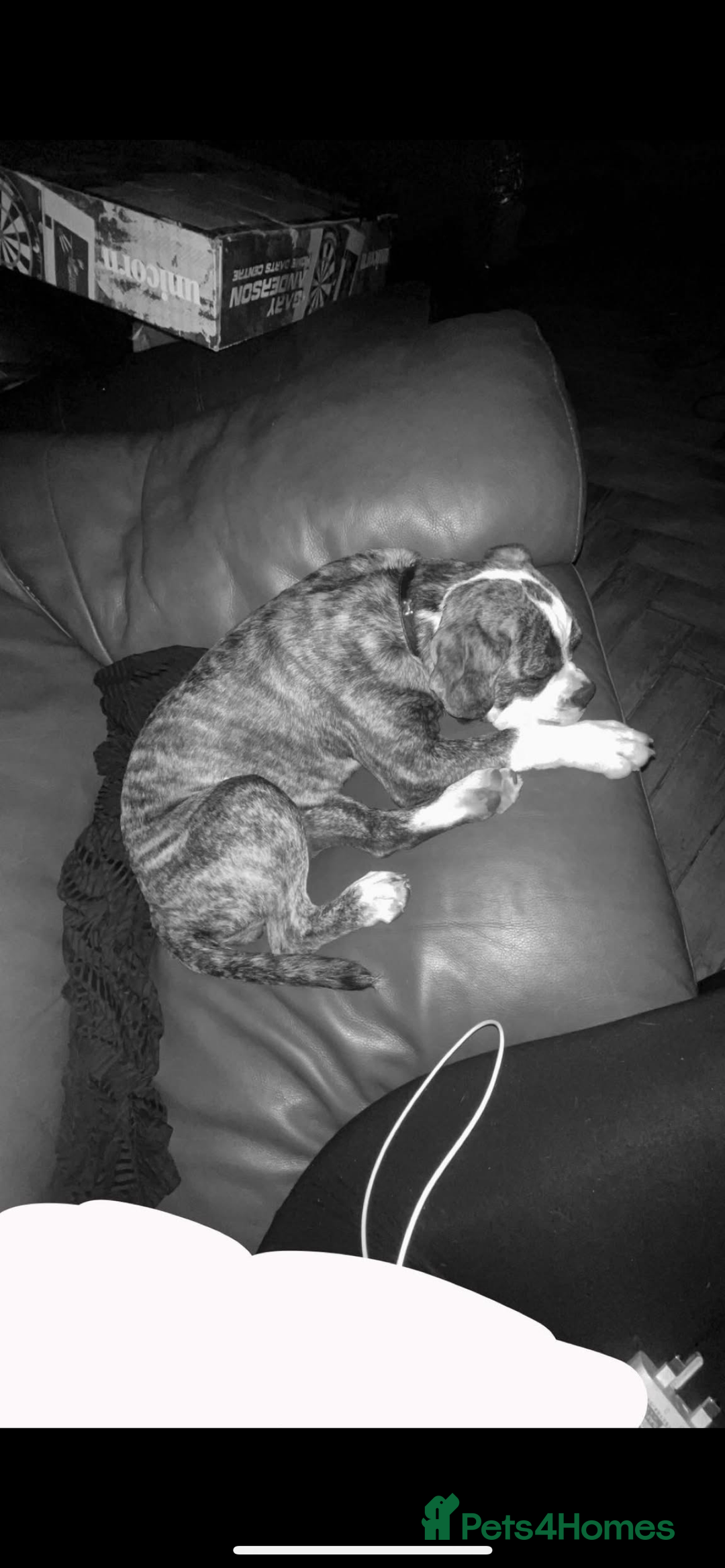 Old Tyme Bulldog dogs for sale: Puppy for sale  - Image 2