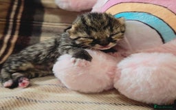 Savannah cats for sale: F5 Female Savannah - Image 1