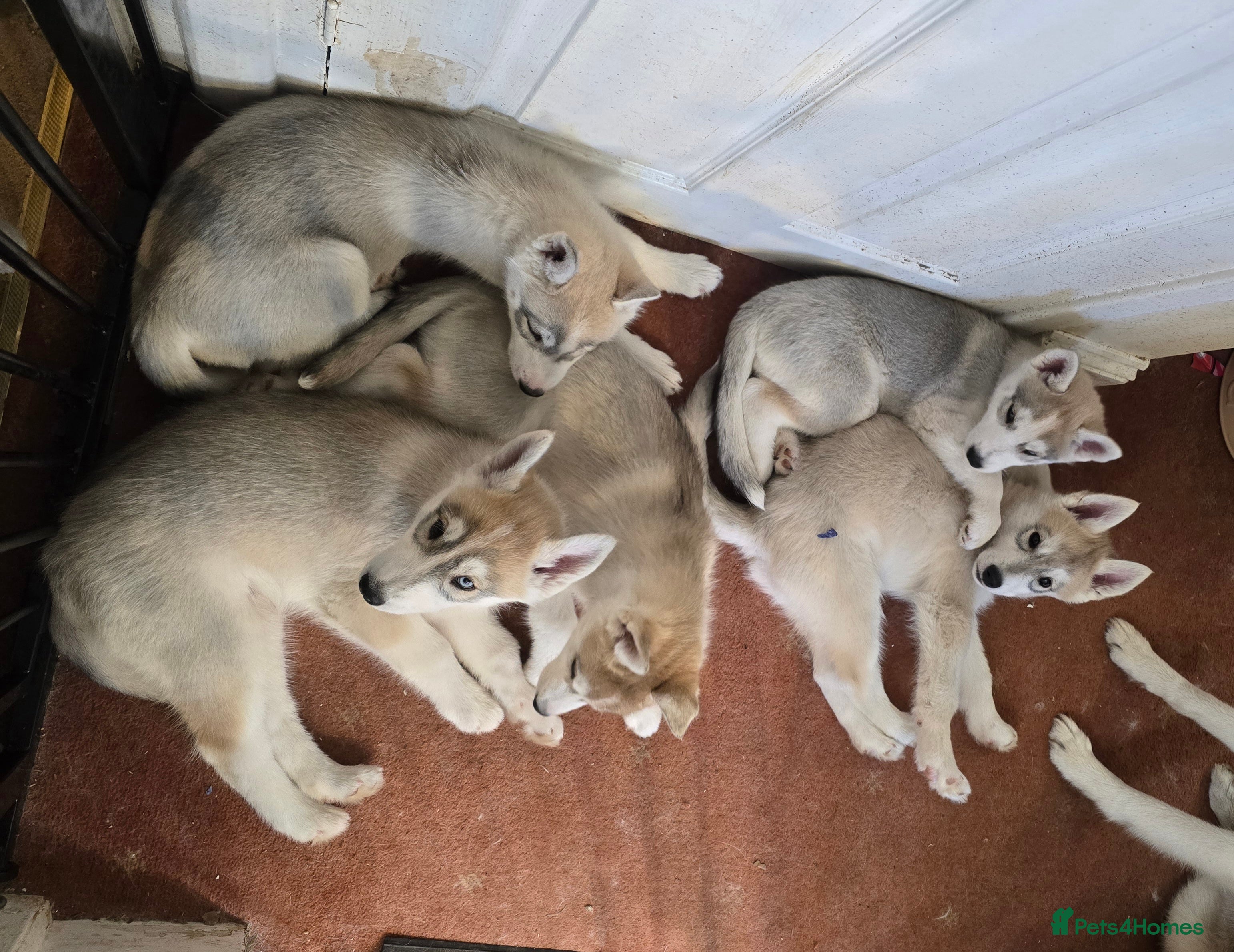 Siberian Husky dogs Beautiful KC Reg Siberian Husky Puppies - Advert 11