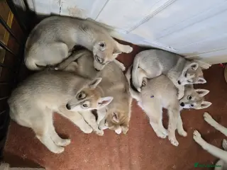 Siberian Husky dogs Beautiful KC Reg Siberian Husky Puppies - Advert 11