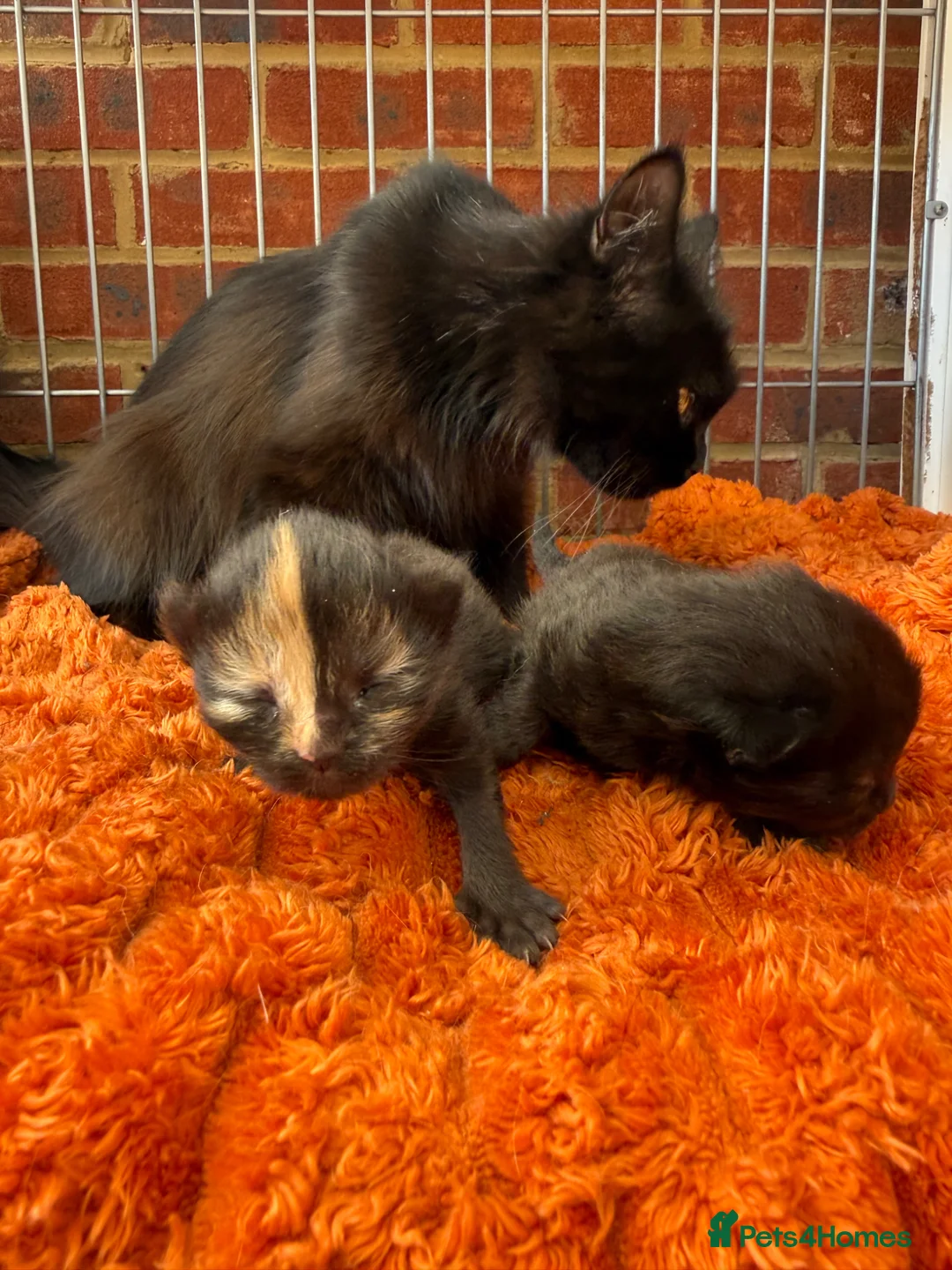 Norwegian Forest Cat cats for sale: Two little beauties super friendly & loving  - Advert 2