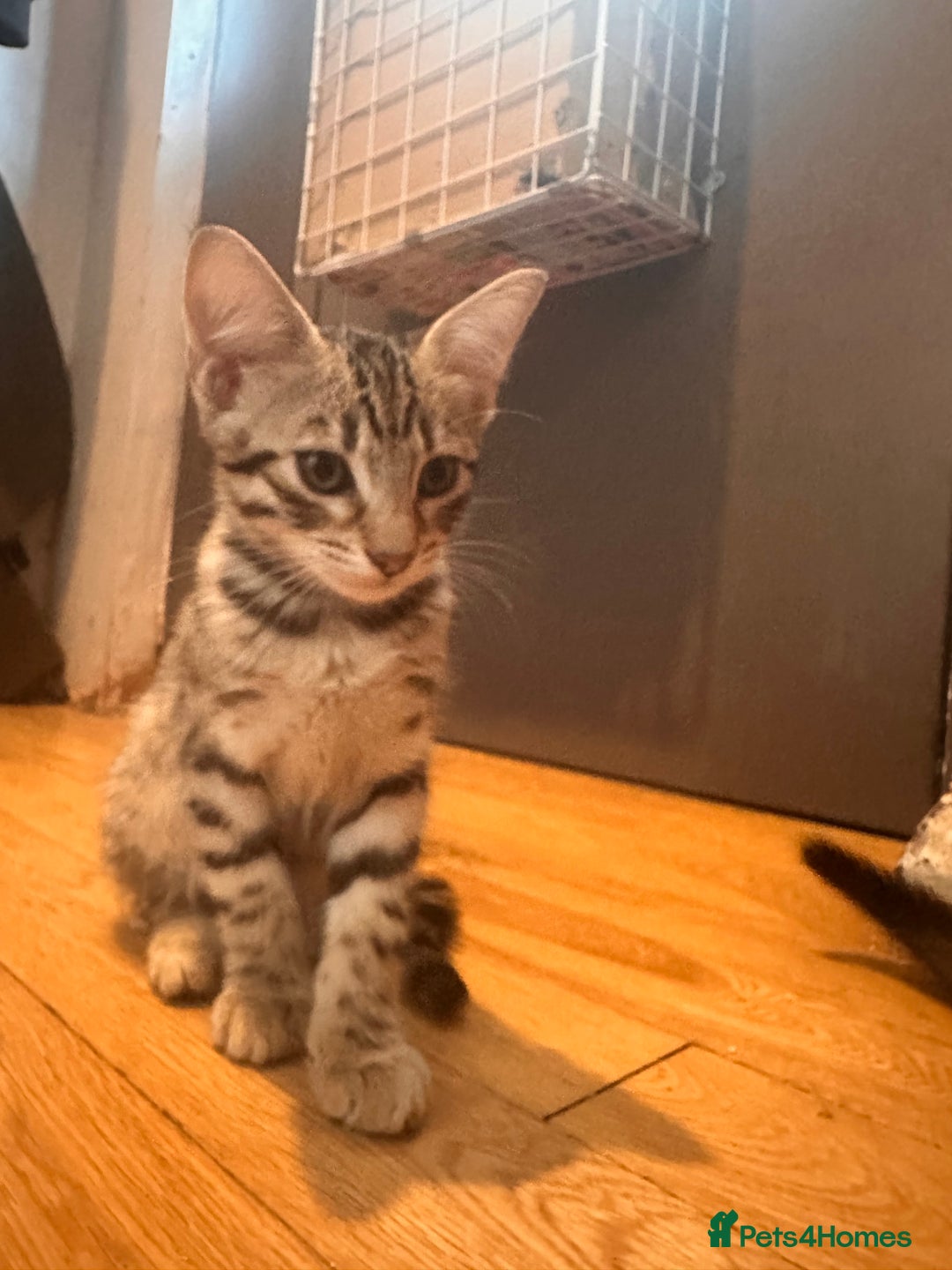 Savannah cats for sale: Savannah Kittens - Image 6