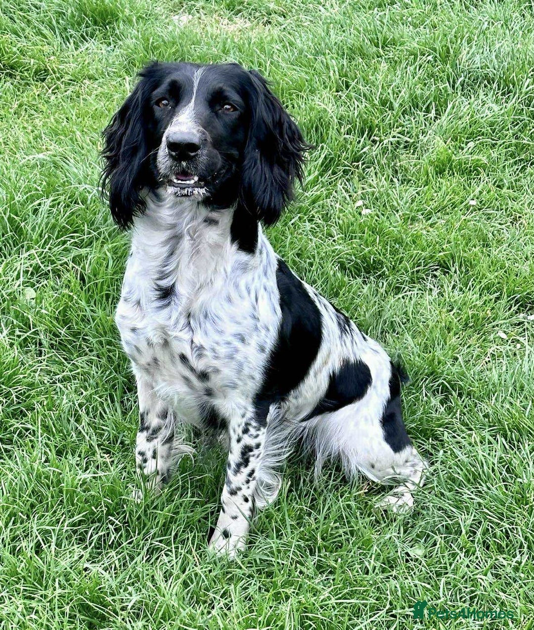 Mixed Breed dogs for sale: ** Spangold Retrievers ** - Image 4