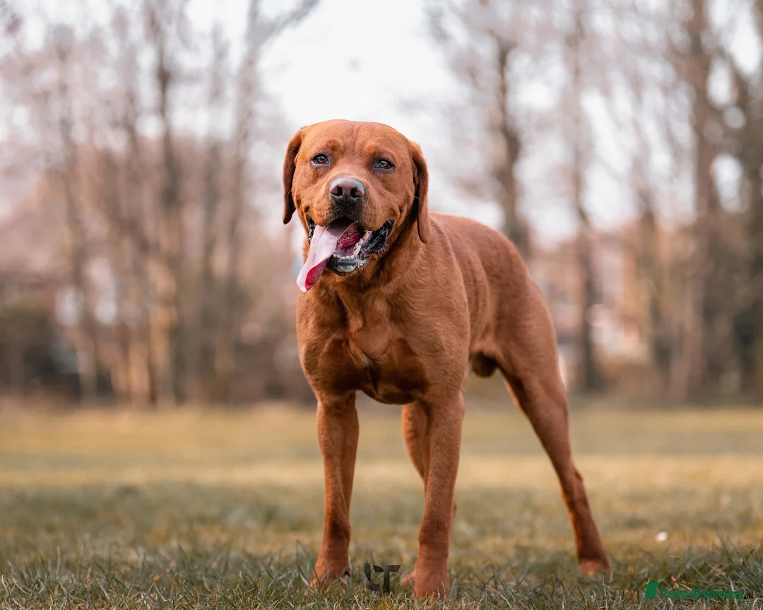 Labrador Retriever dogs for stud: Dark Fox Red Labrador For Stud in Leeds - Advert 5