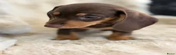 Miniature Dachshund dogs for sale: Beautiful mini smooth dachshund puppies - Advert 11