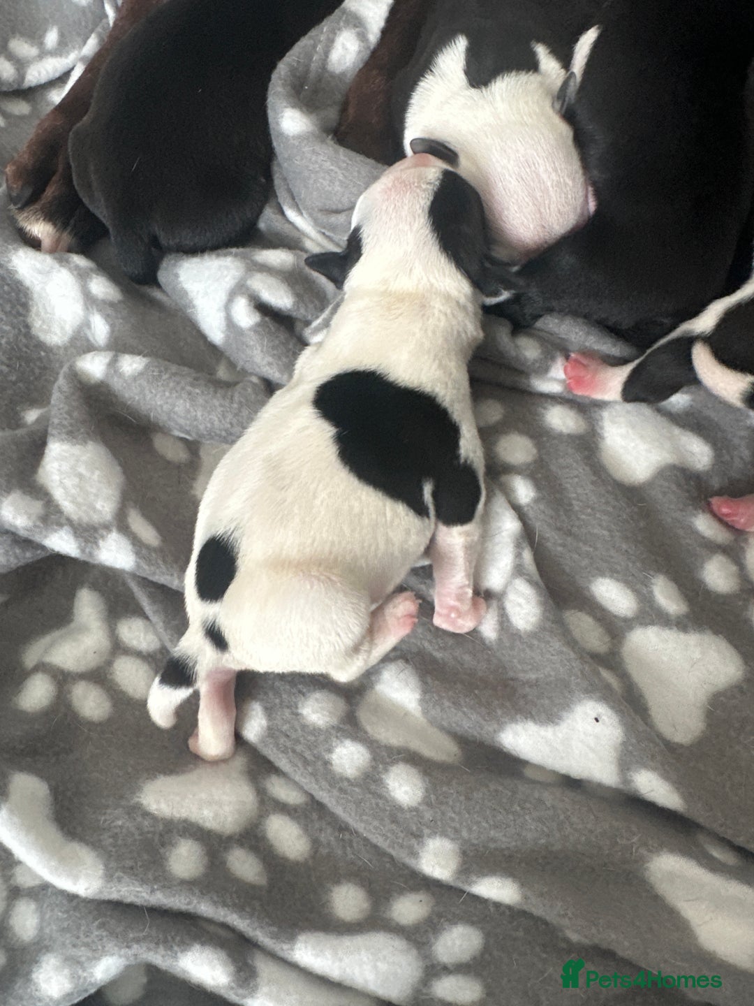 Mixed Breed dogs for sale: StaffyXAmerican bulldog puppies  - Image 8