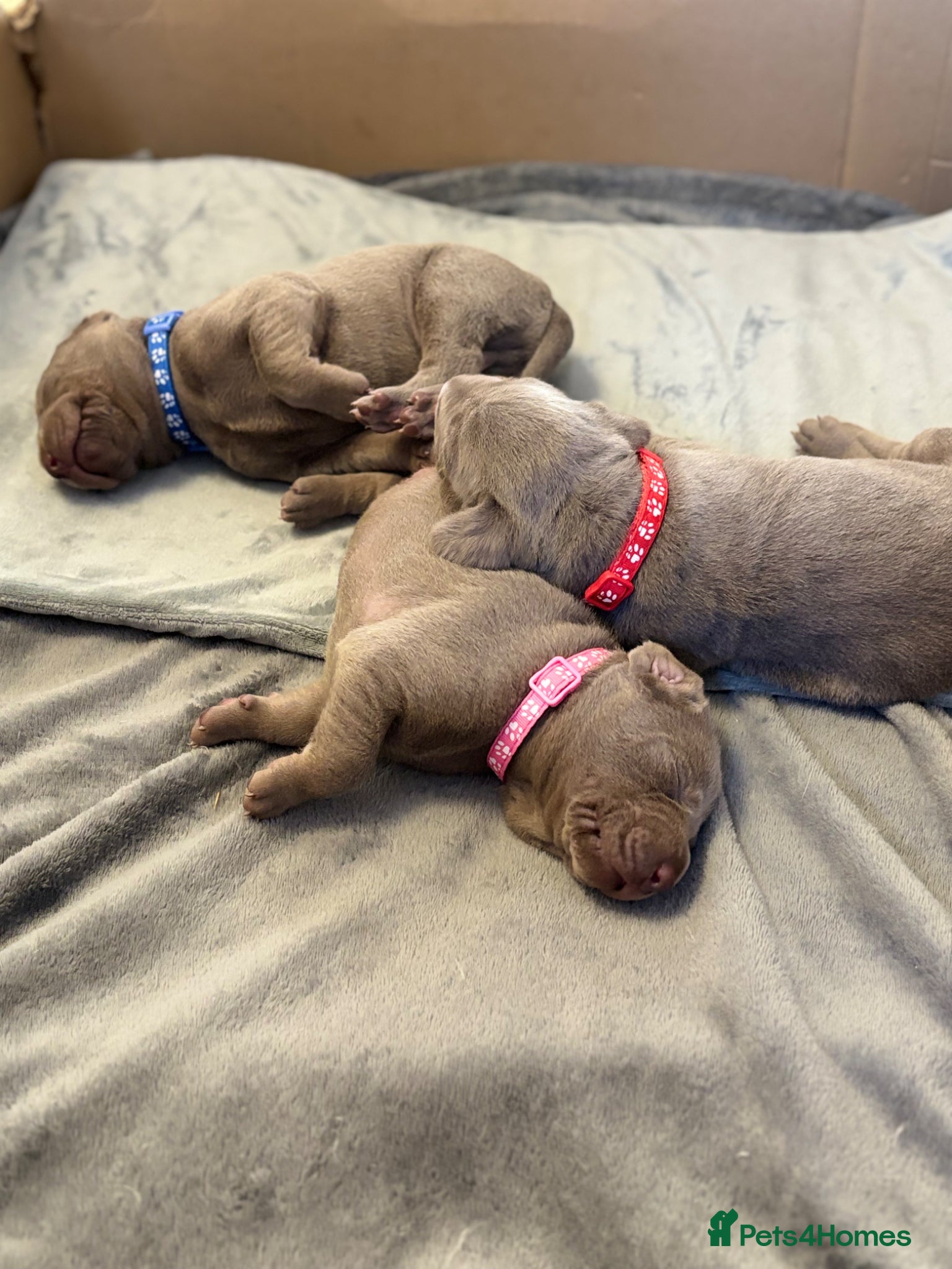 Mixed Breed dogs WEIM X DOBI CHAMPION BLOODLINE PUPS - Advert 6