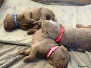 Mixed Breed dogs WEIM X DOBI CHAMPION BLOODLINE PUPS - Advert 5