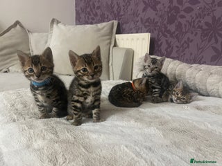 Bengal cats EXCELLENT BENGAL KITTENS READY END OF DECEMBER!!! - Advert 10