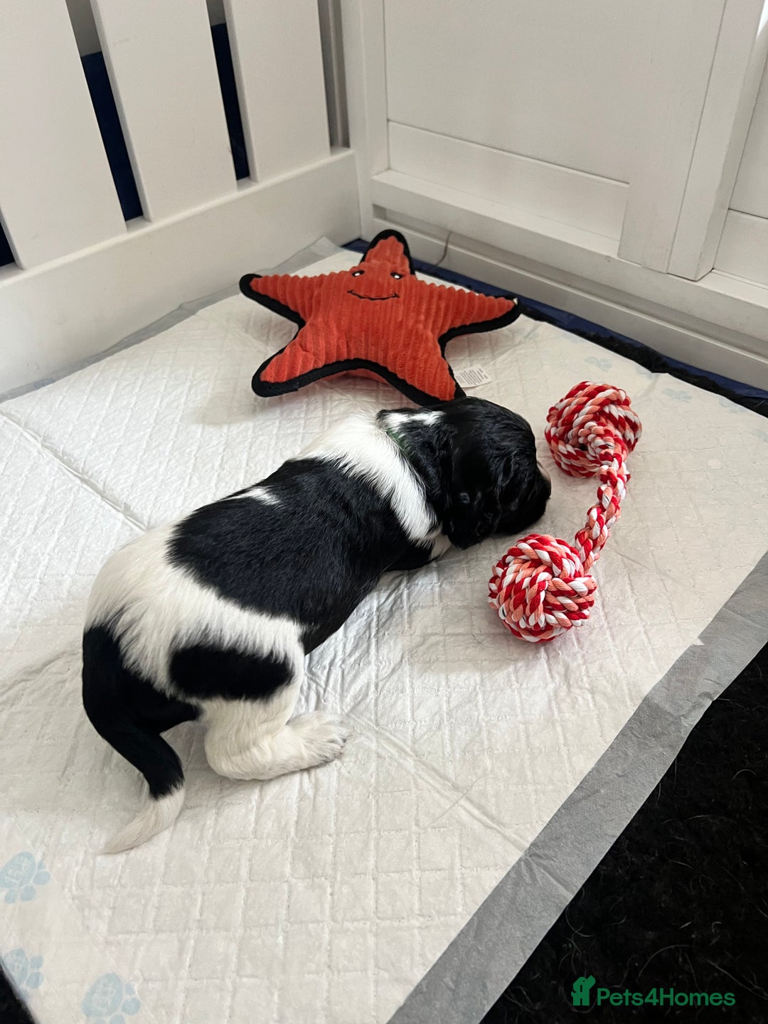 Sprocker dogs for sale: Sprocker Spaniel Puppies - Image 12
