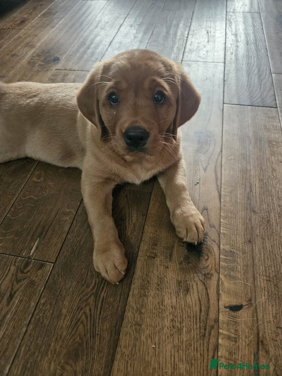 Goldador dogs for sale: Fox red lab x fox red retriever pups READY NOW - Image 17