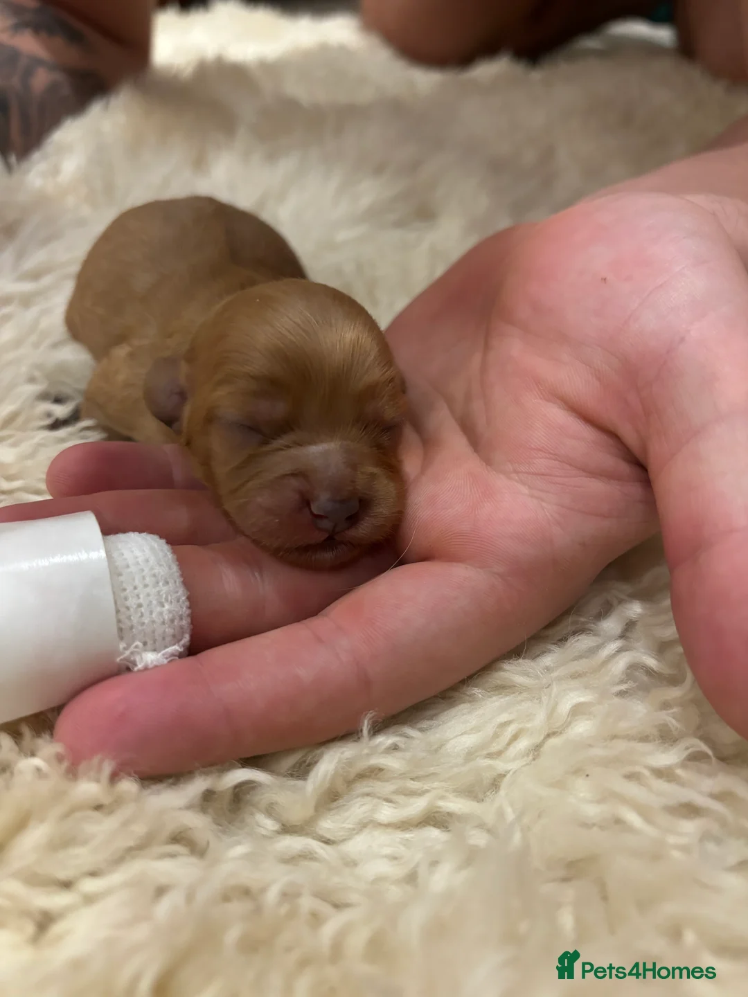 Cockapoo dogs for sale: All puppies have been reserved   - Advert 11