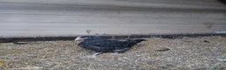 Chickens poultry for sale: Black Marren X Hens & Cockerals  - Advert 10