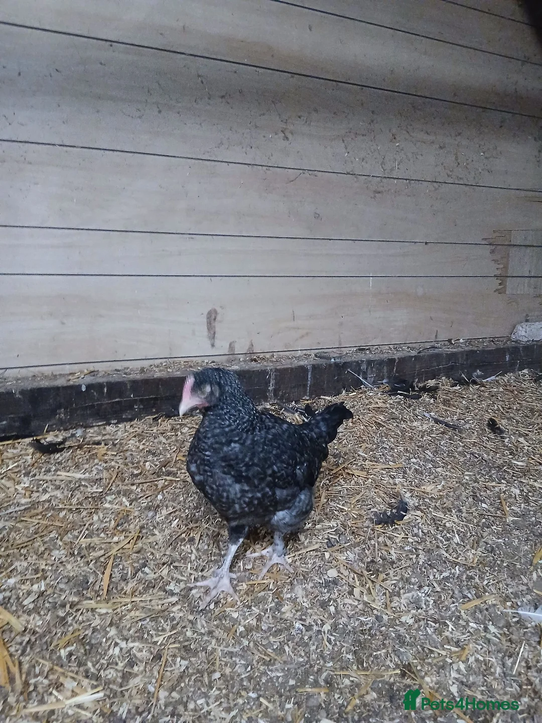 Chickens poultry for sale: Black Marren X Hens & Cockerals  - Advert 10