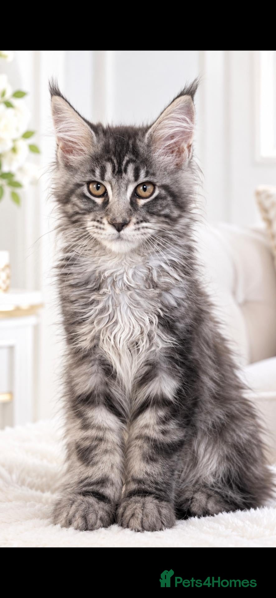 Maine Coon cats GCCF-registered Maine Coon kittens. - Advert 1