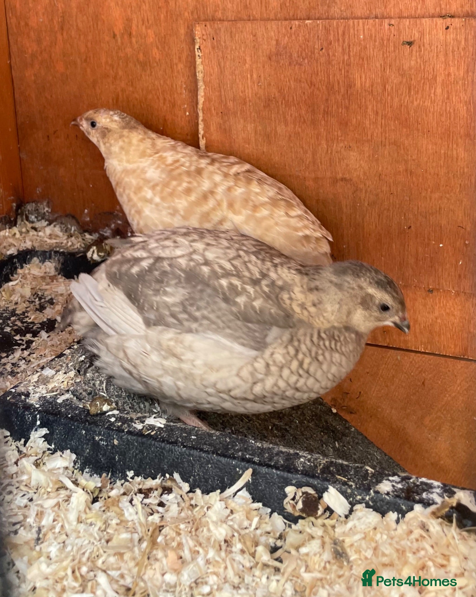 Quail poultry Three beautiful POL Quail (x1 Celadon) - Advert 1