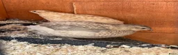 Quail poultry for sale: Three beautiful POL Quail (x1 Celadon) in Totnes - Advert 1