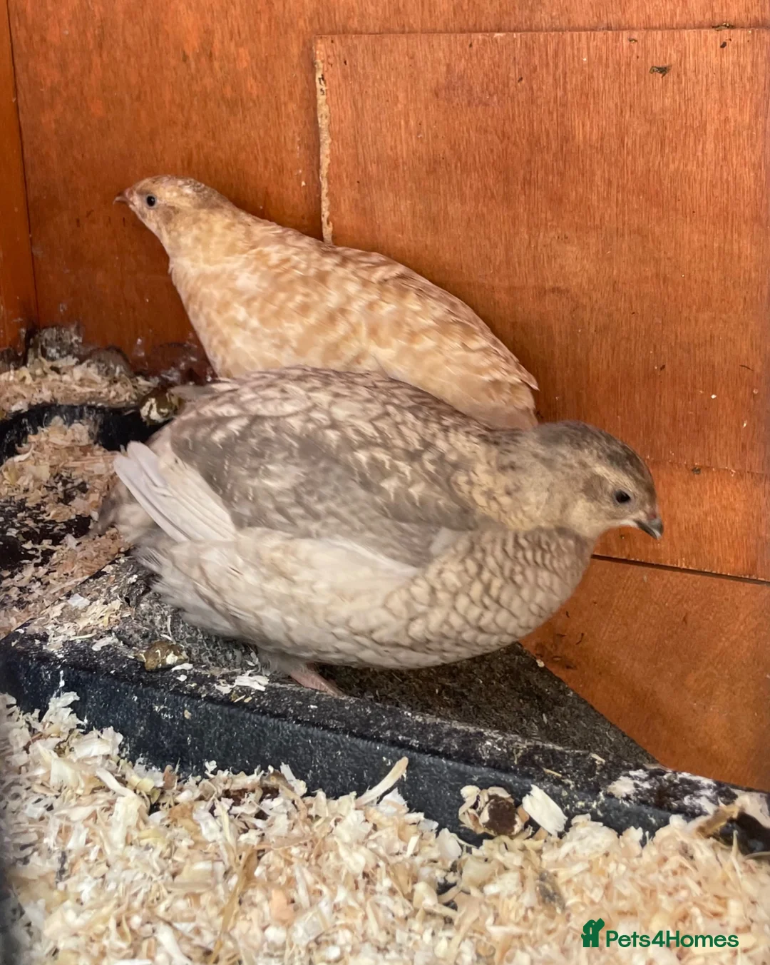 Quail poultry for sale: Three beautiful POL Quail (x1 Celadon) in Totnes - Advert 1