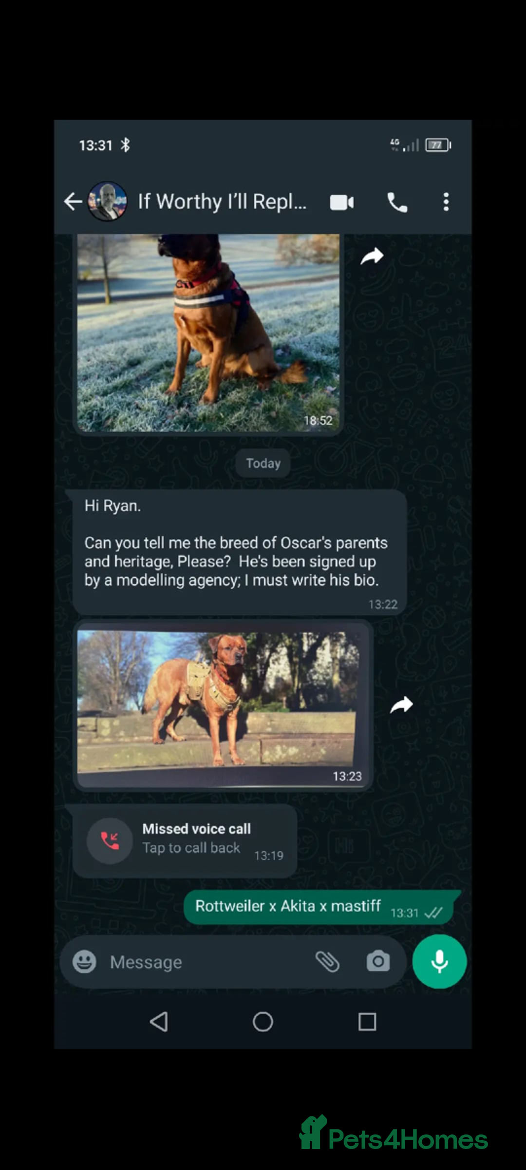 Mixed Breed dogs for sale: Rottweiler x Akita  mastiff pups - Advert 8