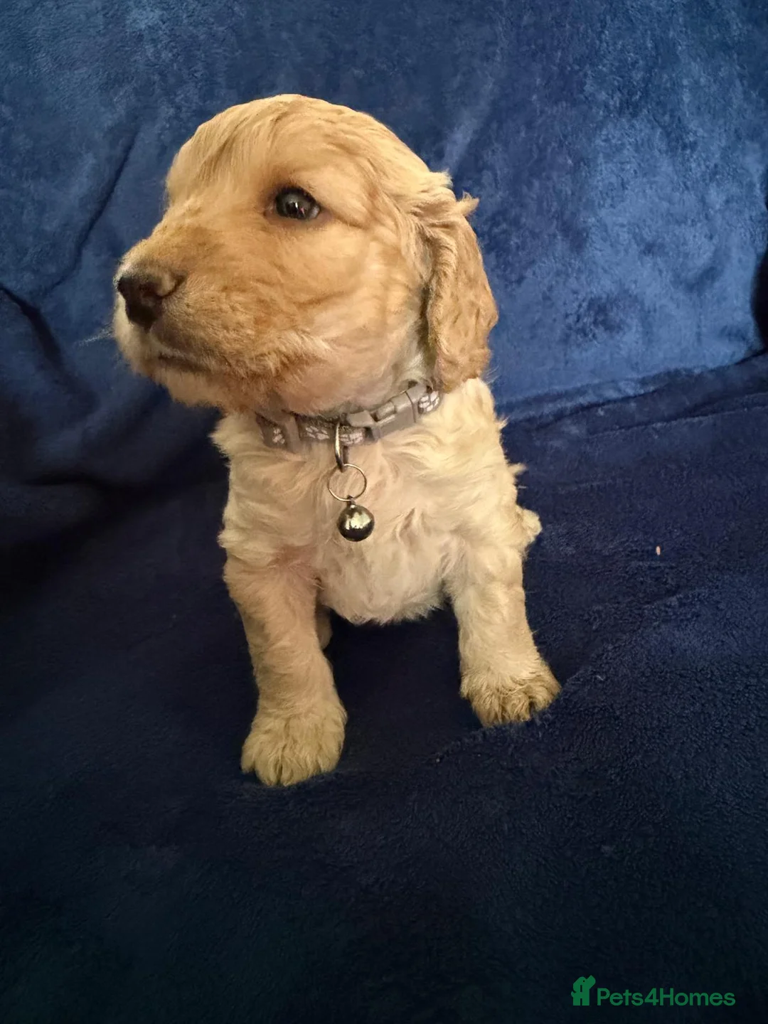 Cockapoo dogs for sale: Beautiful Litter Of Cockapoo Puppies in Colchester - Advert 22