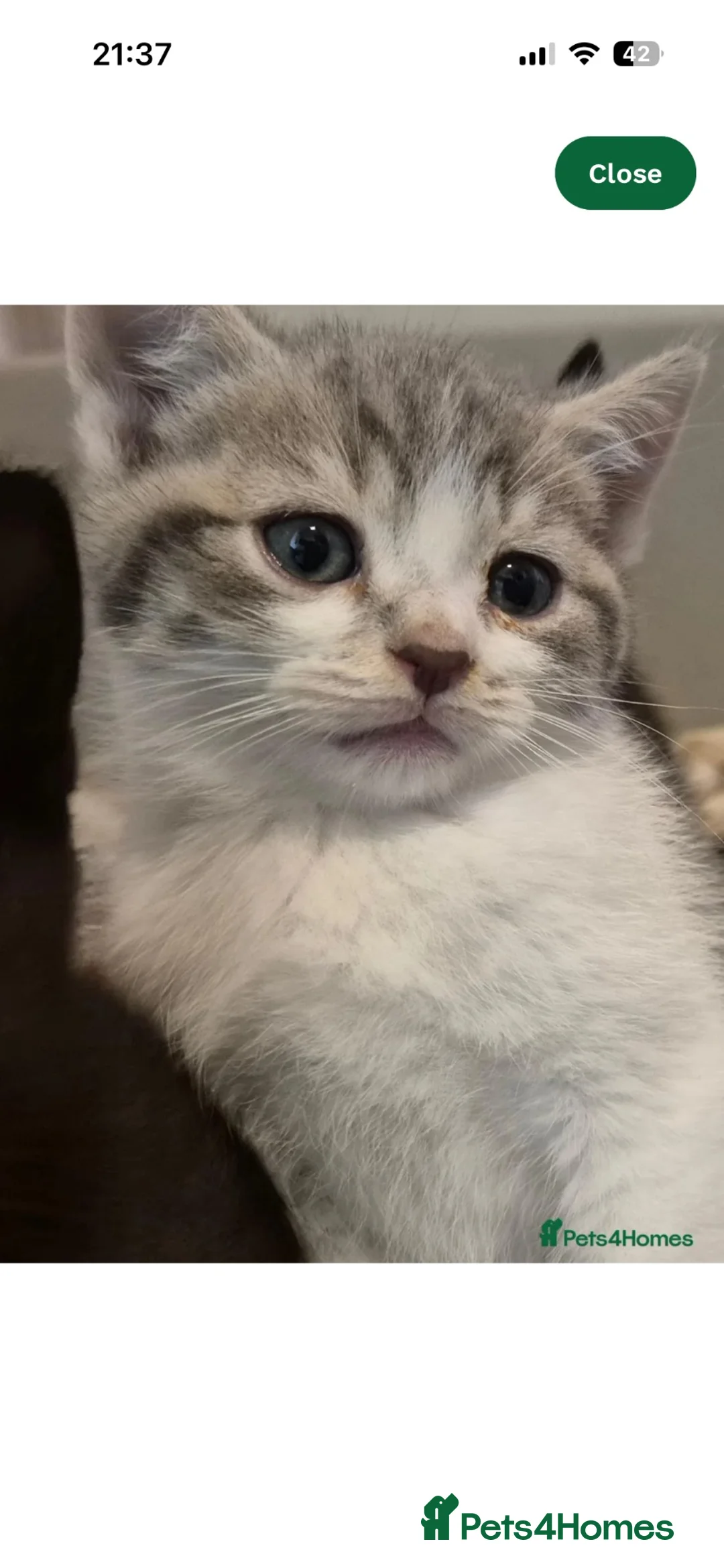 Mixed Breed cats for sale: ShrhKkk - Advert 2