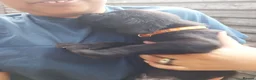 Labrador Retriever dogs for sale: Labrador puppies 🐶  in Rushden - Advert 21