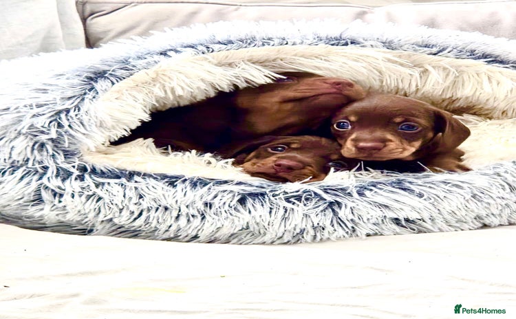 Miniature Dachshund dogs - Advert 1