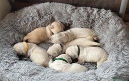 Golden Retriever dogs for sale: Champion line KC reg Golden Retriever pups - Image 6