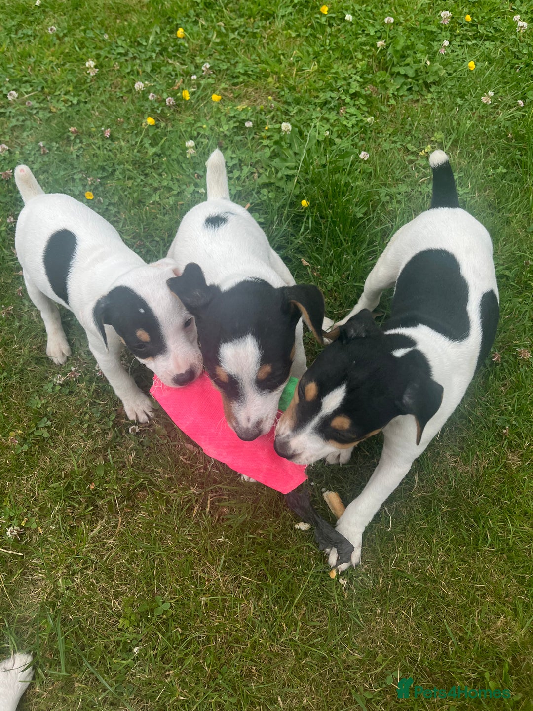Jack Russell dogs for sale: JACKRUSSELL PUPPYS in Shrewsbury - Image 2