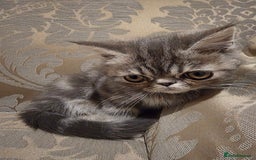 Exotic cats for sale: Super high quality Exotics - TICA reg pedigree - Image 20