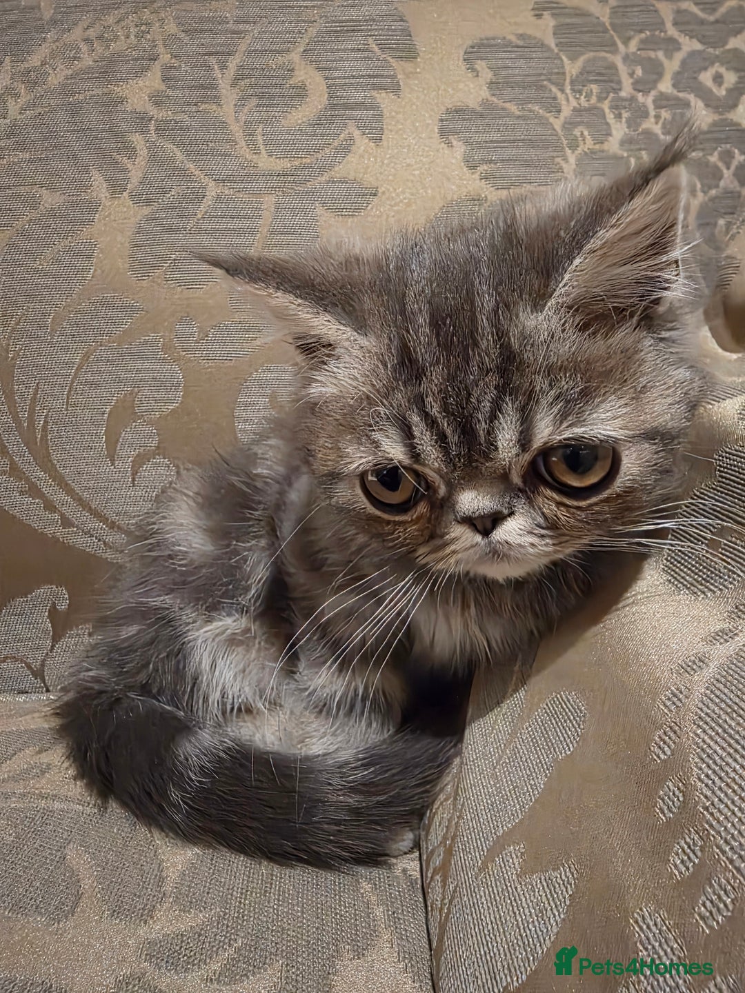 Exotic cats for sale: Super high quality Exotics - TICA reg pedigree - Image 20