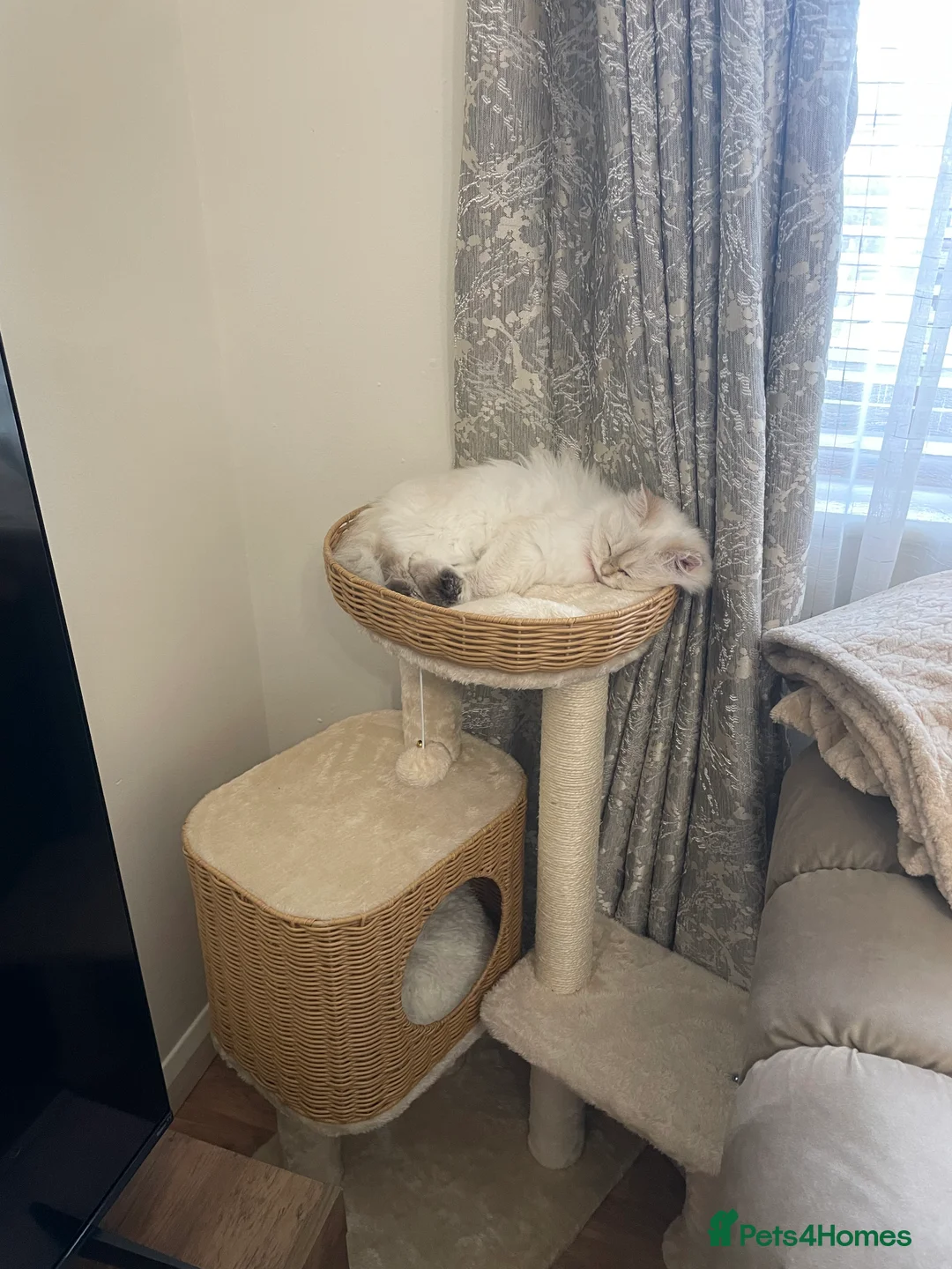 British Longhair cats for sale: PRINCESS Porscha - Advert 2